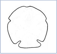 Sand Dollar